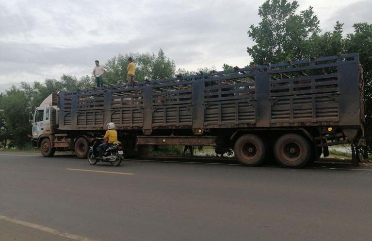 នគរបាលសេដ្ឋកិច្ចខេត្តកំពង់ធំឃាត់រថយន្តដឹកគោលើសច្បាប់មិនបាន មួយដង្ហើមចង្រិតដោះលែងវិញយ៉ាងស្ងៀមស្ងាត់