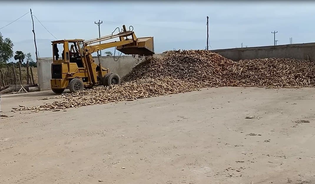 ដំឡូងមីមានហាងឆេងនៅលើទីផ្សារ ប្រជាពលរដ្ឋសប្បាយចិត្ត