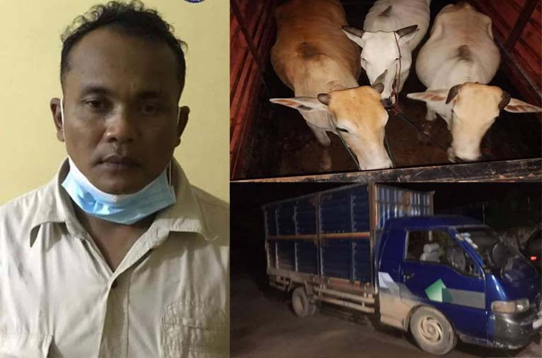 ចោរលួចគោអ្នកស្រុកម្នាក់ អស់លក្ខ័ត្រូវនគរបាលឃាត់ខ្លួន