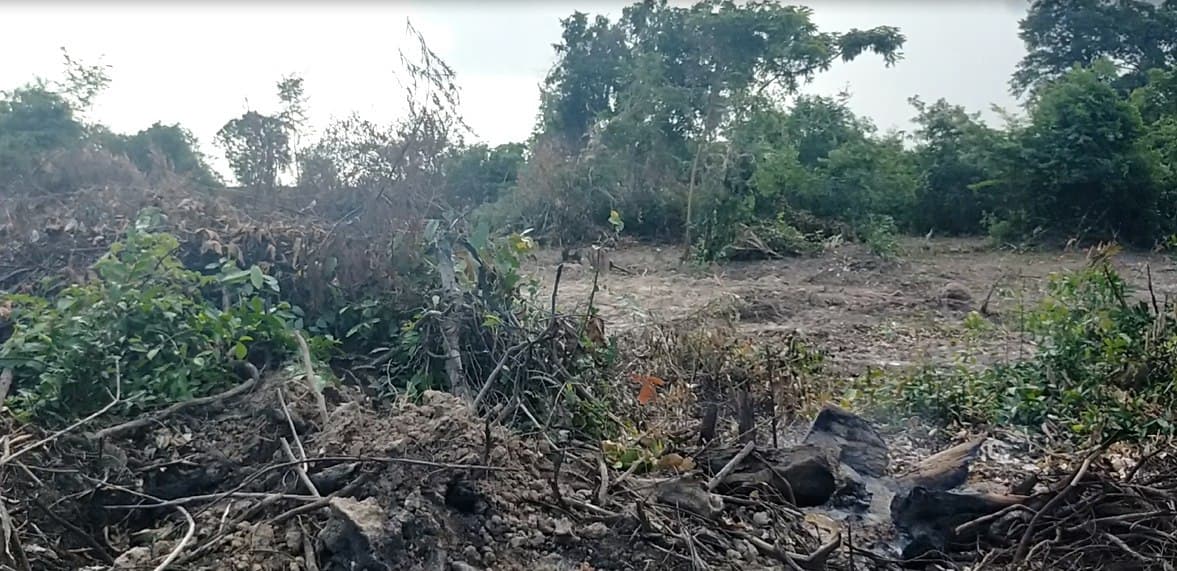 ដីសហគមព្រៃស្និបរងការឈូសឆាយស្ទើរតែរលាយដោយសារមន្ដ្រីអសមត្ថកិច្ចនៅតំបន់នោះជាអ្នកបើកភ្លើងខៀវ