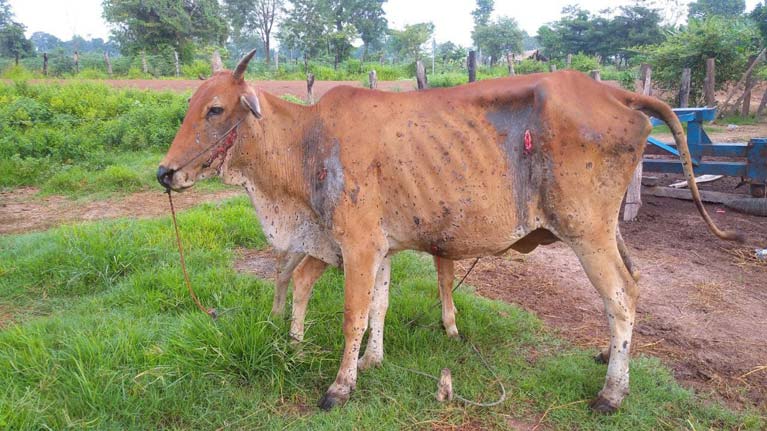 សូមលោកប្រធានមន្ទីរកសិកម្មមើលមន្ដ្រីជំនាញពេទ្យសត្វផង! ផ្ទុះជំងឺរាតត្បាតសត្វគោ ក្របី ស្ទើរពេញស្រុកជីក្រែងមិនឃើញមន្ដ្រីជំនាញចុះបាញ់ថ្នាំឬចាក់ថ្នាំវ៉ាសាំងការពារសត្វនៅឡើយ