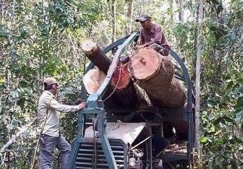 យោធាអាងផ្កាយក្លាយជាមេឈ្មួញឈើដុះស្លែ កាប់ឈើដឹកជញ្ជូនចេញពីដែនជម្រកសត្វព្រៃភ្នំឱរ៉ាល់ពេញបន្ទុកគ្មានសមត្ថកិច្ចបង្ក្រាប់