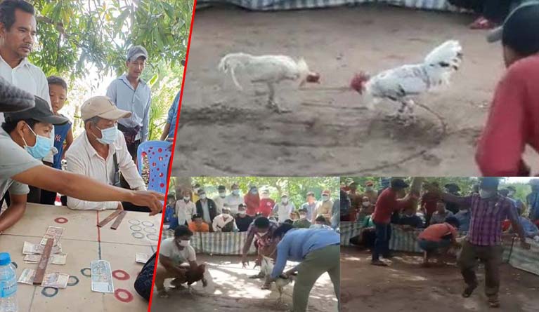 សង្វៀនជល់មាន់ និងអាប៉ោង កំពុងបើកលេងយ៉ាងរលូនដែលមានមេការឈ្មោះ ហុក និង ខ្លា នាក់កាង