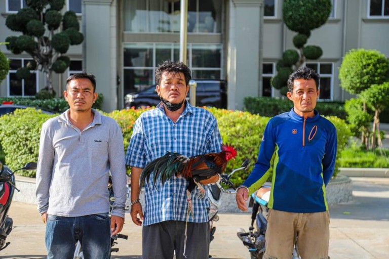 អាវុធហត្ថរាជធានីភ្នំពេញ ចុះបង្ក្រាបជាក់ស្តែង ទីកន្លែងលេងល្បែងភ្នាល់ជល់មាន់ ០២ទីតាំងបន្តបន្ទាប់គ្នា!